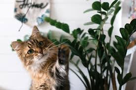 Keeping your cat safe from dangerous plants. 10 Non Toxic House Plants Safe For Cats And Dogs Back To The Roots