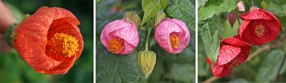 This is a focus stack of 5 images taken at 0.3s at f8 with a tokina rmc 28mm manual focus lens. Flowering Maple Abutilon Spp Wisconsin Horticulture