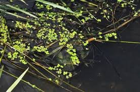 Image result for Spirodela