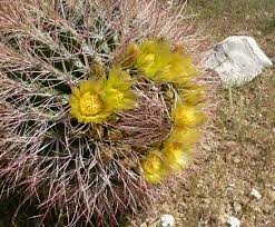 Also known as the mojave rattlesnake, this is one of the most poisonous mojave plants: Ferocactus Cylindraceus Wikipedia