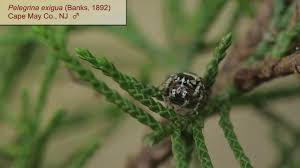 Image result for Dissotis peregrina