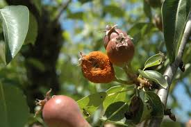 The ornamental pear tree has a distinct rounded. Pear Pyrus Spp Pacific Coast Pear Rust Pacific Northwest Pest Management Handbooks