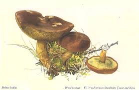 Image result for Boletus badius
