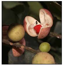 Image result for Aphanamixis