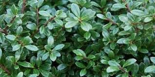 We did not find results for: Holly Hedging Guide A Guide To Holly Ilex Hedge Plants