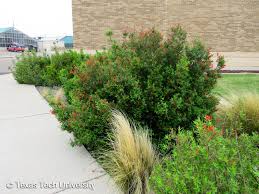 Image result for Aeollanthus ukamensis