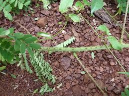Image result for Phyllanthus odontadenius