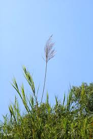 Image result for Phragmites karka
