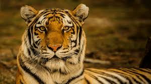 The fauna of indonesia is characterised by high levels of biodiversity and endemicity due to its distribution over a vast tropical archipelago. Naming The Parts Of The Body In Indonesian
