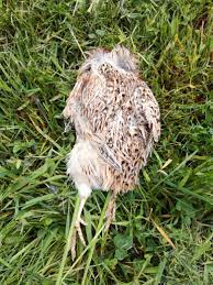 Chronic pain has been defined as pain that persists or recurs … Vogelgrippe Bei Huhnern Wichtige Informationen Fur Huhnerhalter