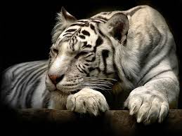 White Tiger 3d Anime Black Wallpaper Wallpapersxplore Free Hd Desktop Wallpapers Harimau Putih Binatang Harimau