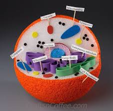 Homework Helper How To Build A 3 D Animal Cell Model Animal Cell Project Animal Cell Model Project Cells Project