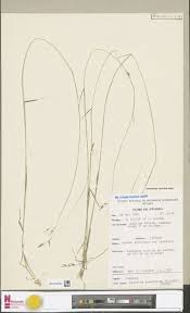 Image result for Loudetia kagerensis