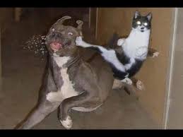 5 Angry Cats Vs Dogs Funny Cat And Dog Videos Compilation Youtube In 2020 Cat And Dog Videos Funny Animal Pictures Funny Cat Pictures