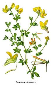 Image result for Lotus namulensis