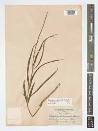 Image result for Stathmostelma fornicatum