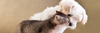 Get reviews, hours, directions, coupons and more for highland pet hospital at 5631 us highway 98 s, lakeland, fl 33812. Welcome To The New England Veterinary Clinic Pet Resort
