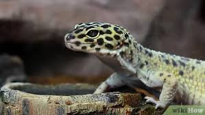 Do not distribute the coloring page to anyone else for coloring. How To Care For A Leopard Gecko With Pictures Wikihow