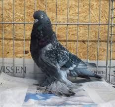 Pin On Pigeons And Pigeon Coops