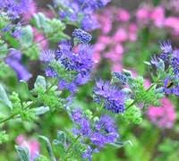 'blue fortune' is a hybrid of species native to the us and korea, a. Longwood Blue Caryopteris Blue Mist Shrub 1 Gallon Shrub Perennial Perennials Deer Resistant Gardener Direct