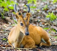 The Southern Muntjac Also Known As The Indian Muntjac Is Commonly Called The Barking Deer Because Of The So Unusual Animals Interesting Animals Weird Animals