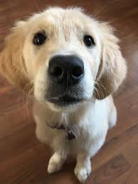 Pin By Jo Yi On Cute Daisy Dog Golden Dog Golden Retriever Puppy