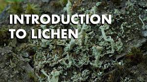 Maybe you would like to learn more about one of these? An Introduction To Lichen Youtube