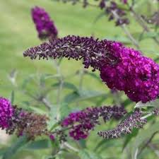 Sommerflieder Sommerflieder Ziergarten Flieder