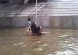 You can open an sdf file. Dog Pushes Wheelchair Bound Man Through Flooded Street Dangerous Minds