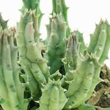 Image result for Huernia hislopii