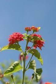Winter Care For Lantana Plants Hunker Lantana Plant Lantana Plants