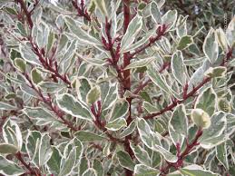 Image result for Rhamnus