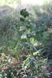 Image result for Lactuca imbricata