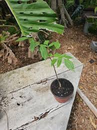 Image result for Gonatopus