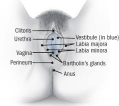 Image result for Bartholin's gland abscess