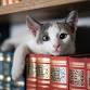 Kitten Corner with Rock n' Rescue event in Bedford Hills, NY
