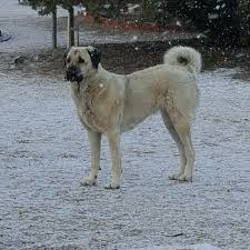 Pin By Dianne On Anatolian Shepherd Anatolian Shepherd Dogs Animals