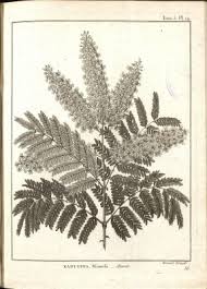 Image result for Pterolobium stellatum