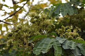Image result for Albizia adianthifolia