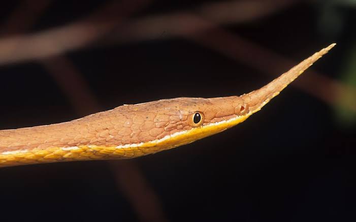 Mga resulta ng larawan para sa leaf-nosed-snake (langaha-nasuta-female)Madagascar"