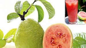 Kalori merupakan senyawa yang banyak terkandung dalam karbohidrat, lemak, dan protein. Manfaat Buah Jambu Biji Untuk Kesehatan Ternyata Bisa Jaga Daya Tahan Tubuh Halaman All Tribunnews Bogor