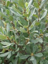 Image result for Myrica
