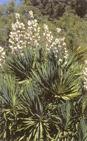 Image result for Liliaceae