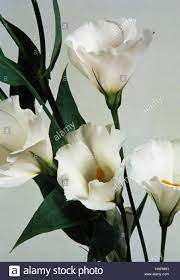 Lisianthus Or Showy Prairie Gentian Eustoma Grandiflorum Or Eustoma Stock Photo Alamy