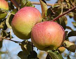 Der apfel 'ontario' ist bereits seit 1874 in verwendung. Ontario Der Herzapfelhof Im Alten Land