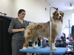 Olivia Persinger and her dog, Jesse, ready for New York