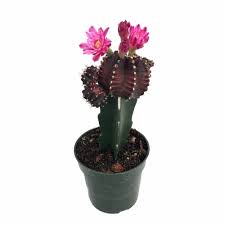 How often to water the cactus in the winter? Black Grafted Moon Cactus Easy To Grow 3 Pot Walmart Com Walmart Com