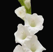 Pin On White Wedding Flowers