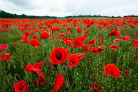Check spelling or type a new query. How To Dry Poppy Seeds For Replanting