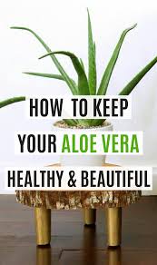 That's why every drop of sunlight aloe vera bar soap is mild and gentle; How To Keep Your Aloe Vera Plant Healthy Beautiful Aloe Vera Plant Plant Benefits Aloe Plant Care